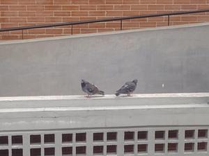 IMG_20250617_163952.jpg
