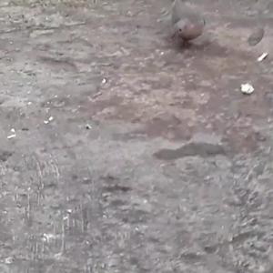palomas_pt2.mp4